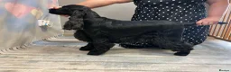 Cocker Spaniel dogs for sale: 🐾 1 LITTLE BOY LEFT KC Registered Show Cocker 🐾  - Advert 8