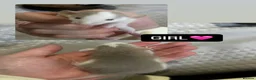 Rat rodents for sale: Baby Dumbo Rats  - Advert 15