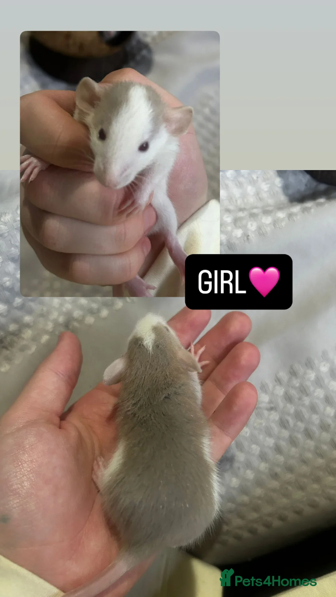 Rat rodents for sale: Baby Dumbo Rats  - Advert 15