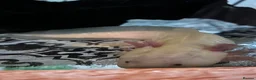 Axolotl reptiles for sale: Male and female with their baby in Warminster - Advert 2