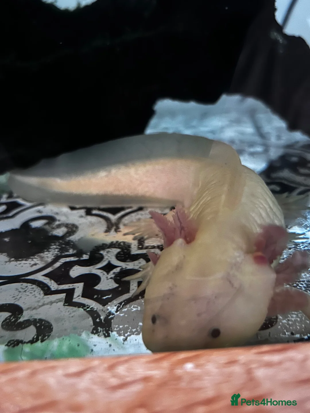 Axolotl reptiles for sale: Male and female with their baby in Warminster - Advert 2
