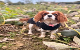 Cavalier King Charles Spaniel dogs for sale: 1 yr old Cavalier King Charles-Loving Home Needed - Advert 6