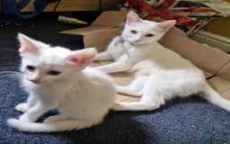 Domestic Shorthair cats for sale: Sweet boy Charlie - Image 14