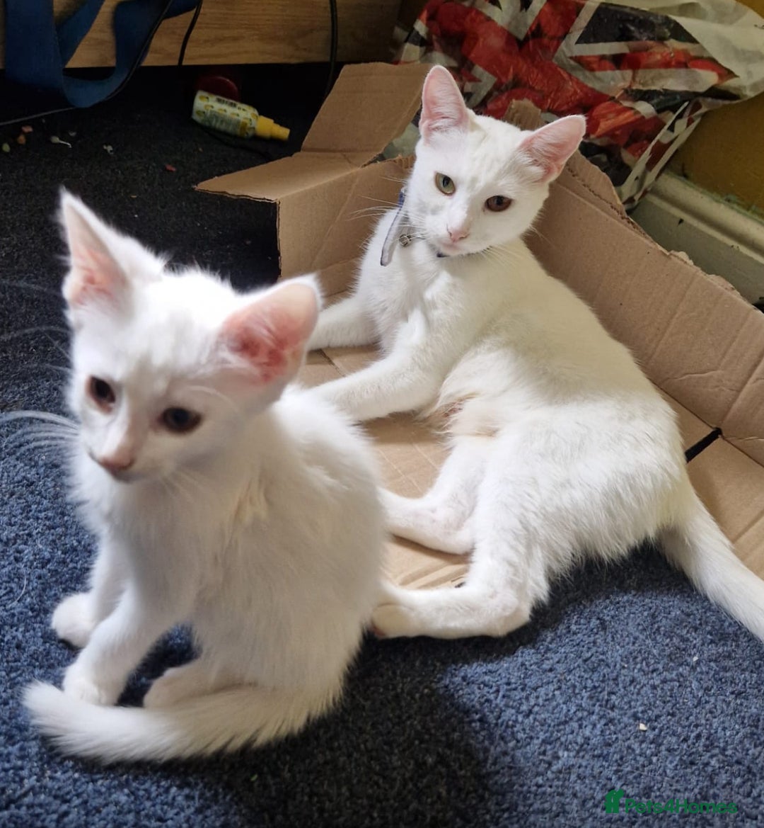 Domestic Shorthair cats for sale: Sweet boy Charlie - Image 14