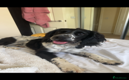 English Springer Spaniel dogs for sale: English Springer Spaniel Female - Image 6