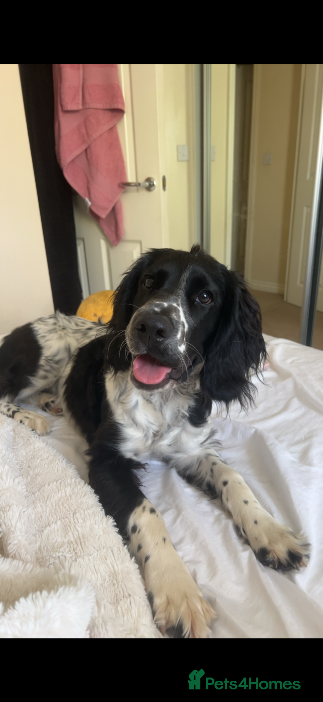 English Springer Spaniel dogs for sale: English Springer Spaniel Female - Image 6