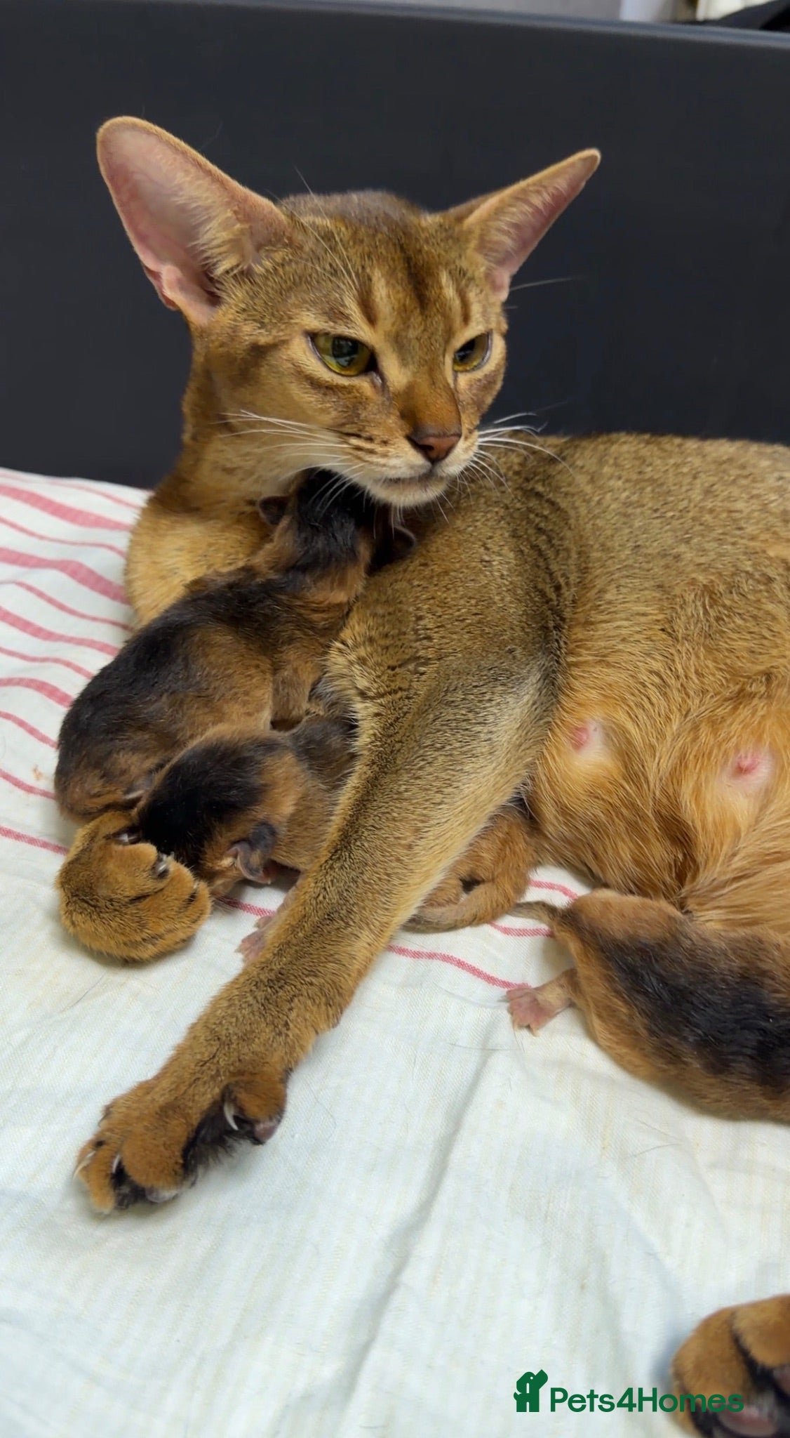 Abyssinian cats Gorgeous Abyssinian ruddy girls🤎❤️ - Advert 1