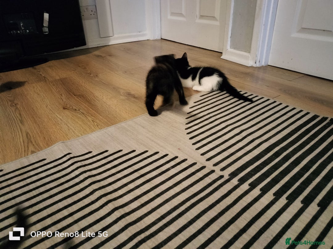 Domestic Shorthair cats for sale: Kittens  - Advert 5