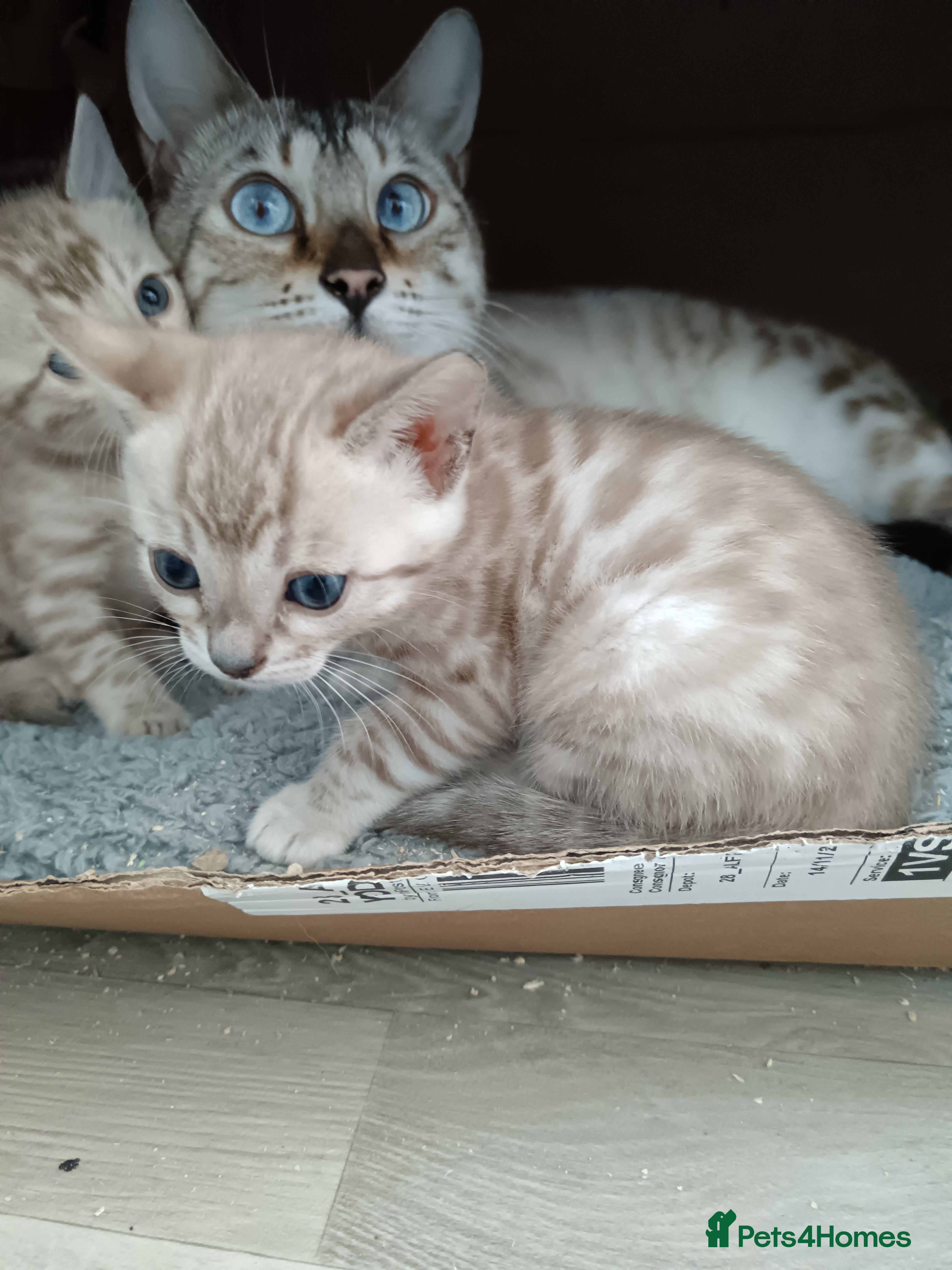 Bengal cats Tica RG pure bengals - Advert 11