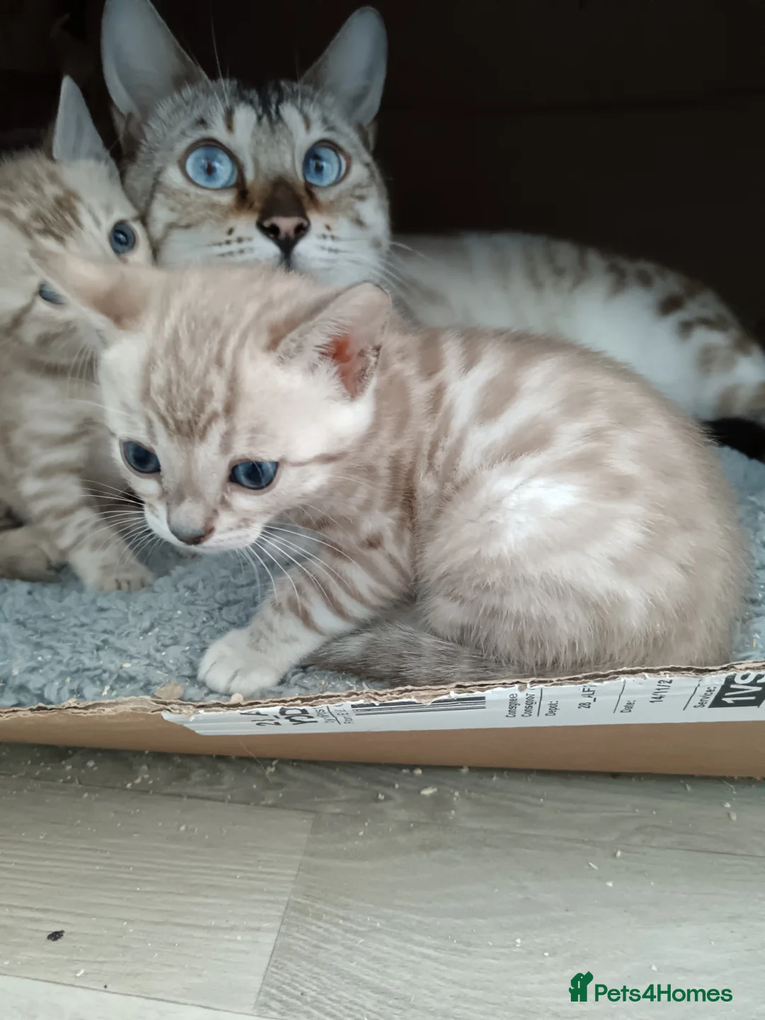 Bengal cats for sale: Tica RG pure bengals - Advert 2