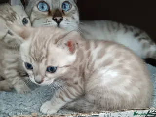 Bengal cats Tica RG pure bengals - Advert 11