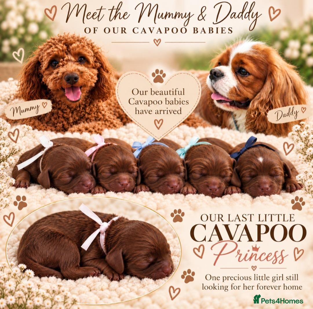 Cavapoo dogs F1 cavapoo litter  - Advert 13
