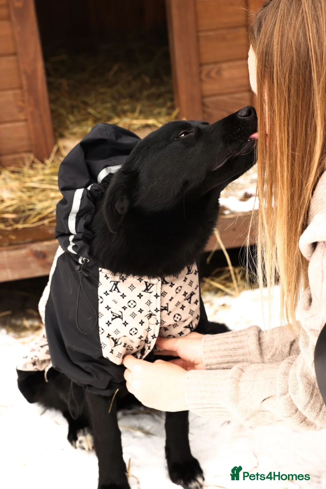 Mixed Breed dogs for adoption: ❤️🐶 ARABELLA – SHE FOLLOWS QUIETLY, LOVES DEEPLY in Burton-on-Trent - Advert 2