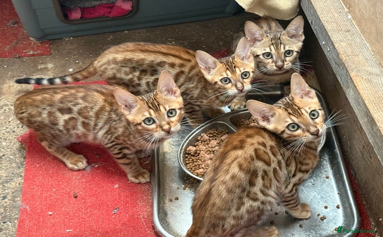 Bengal cats - Advert 2