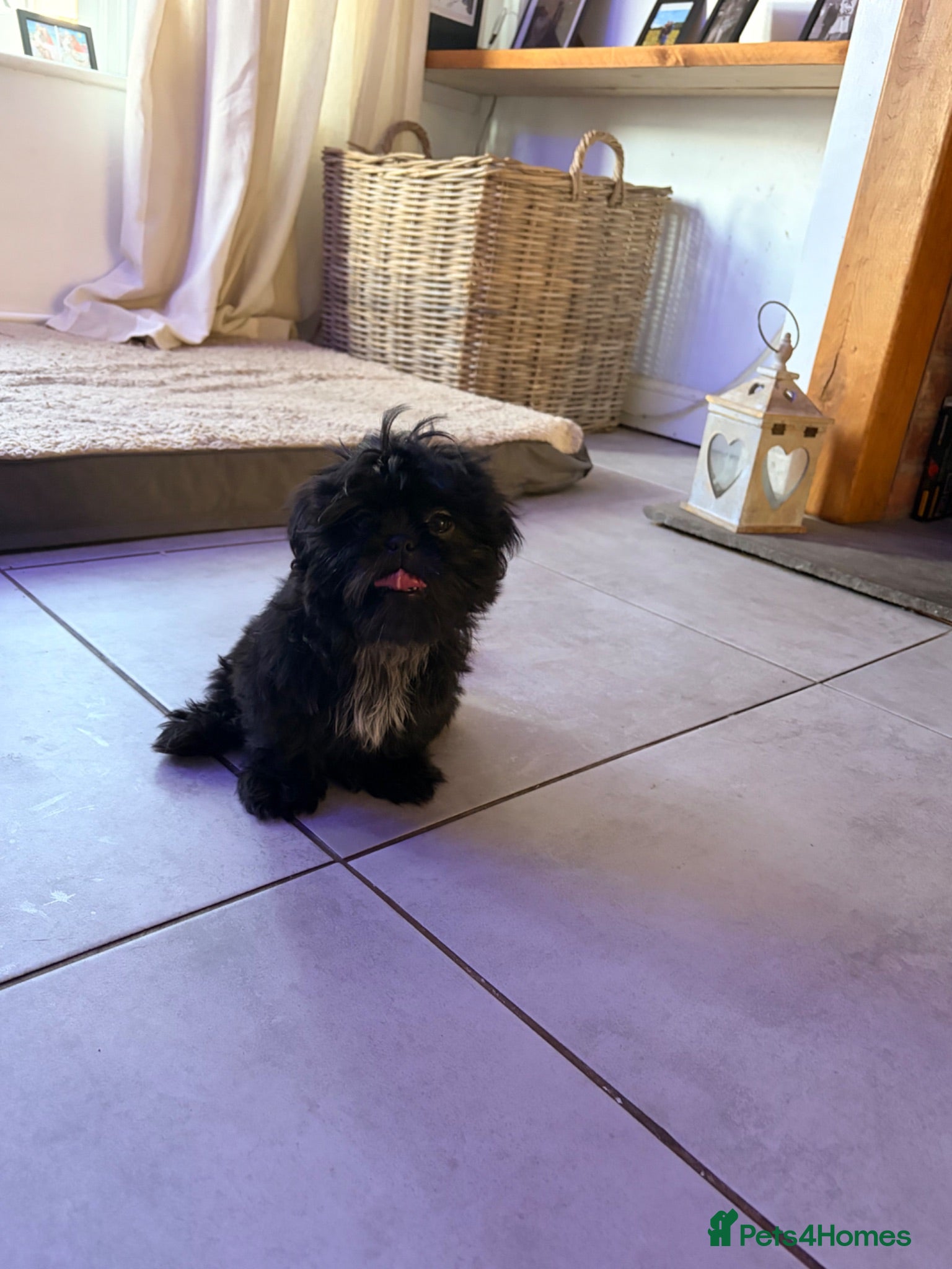 Shih Tzu dogs 3 beautiful  - Advert 1