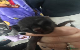 Ragdoll cats for sale: Ragdoll x bsh - Image 4