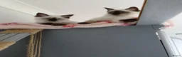 Ragdoll cats for sale: GCCF Registered Ragdoll Kittens  - Advert 11