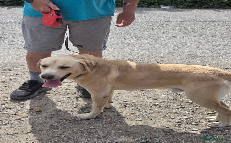 Labrador Retriever dogs - Advert 1