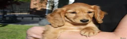 Miniature Dachshund dogs for sale: READYNOW KC cream L/H Health tested Mini Dachshund - Advert 13