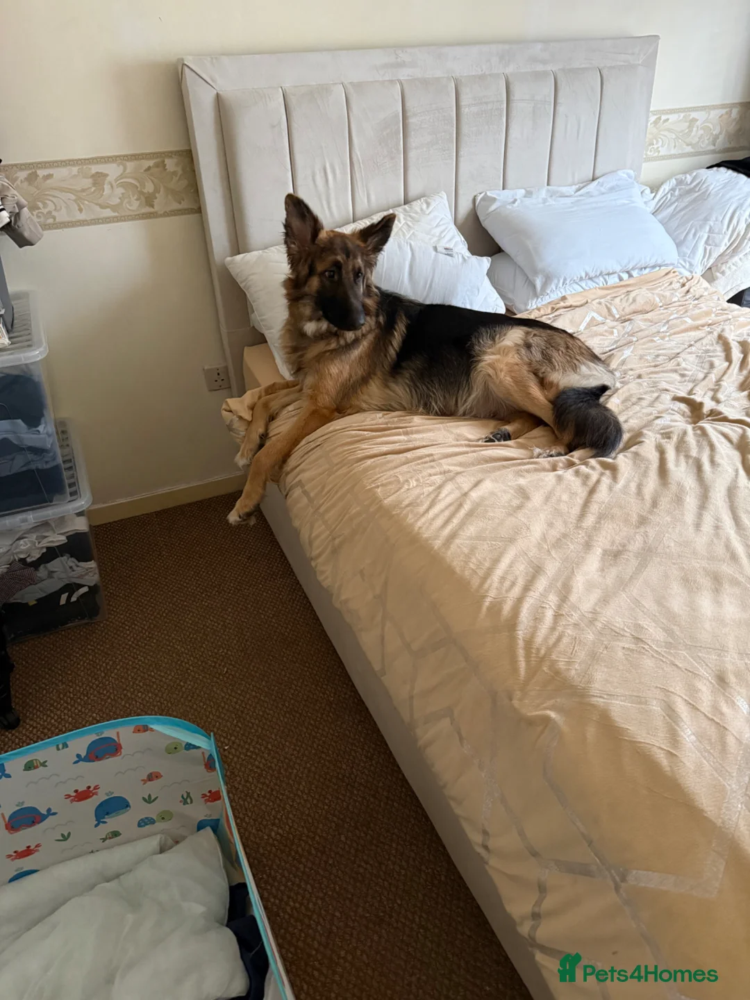 German Shepherd dogs for sale: German shepherd puppies  - Advert 1