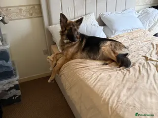 German Shepherd dogs German shepherd puppies - Advert 1