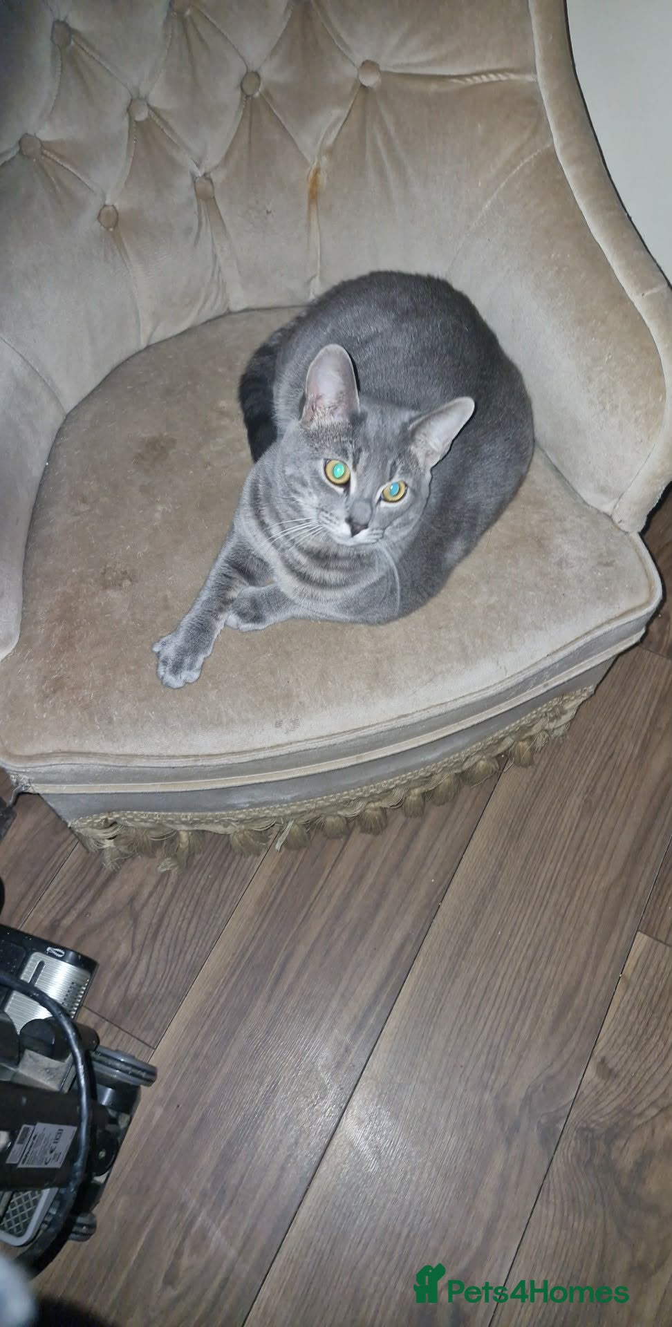 Mixed Breed cats Bengal cross Russian blue  - Advert 1