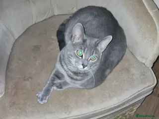 Mixed Breed cats Bengal cross Russian blue - Advert 1