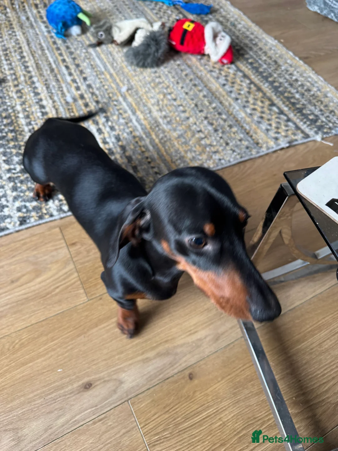 Miniature Dachshund dogs for stud: dafydd - Advert 5