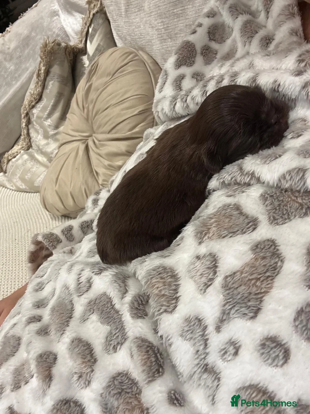 Shih Tzu dogs for sale: Imperial shih tzu - Advert 4