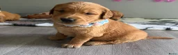 Golden Retriever dogs for sale: Ready Now 😊 gorgeous golden retriever puppies  - Advert 11