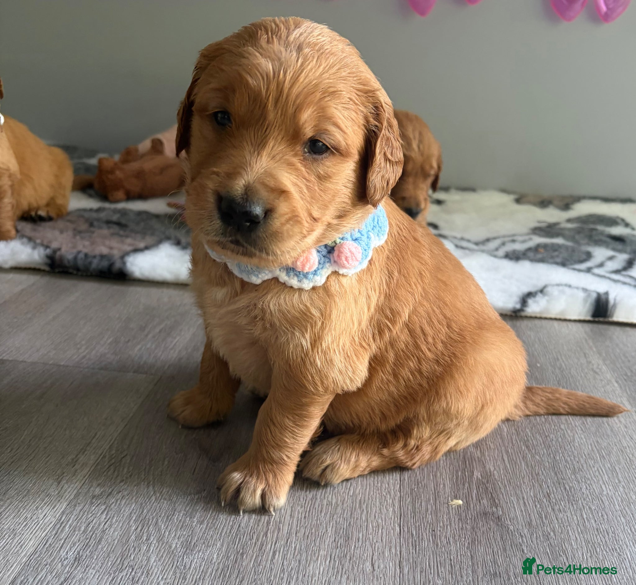 Golden Retriever dogs Gorgeous red golden retrievers - Advert 10