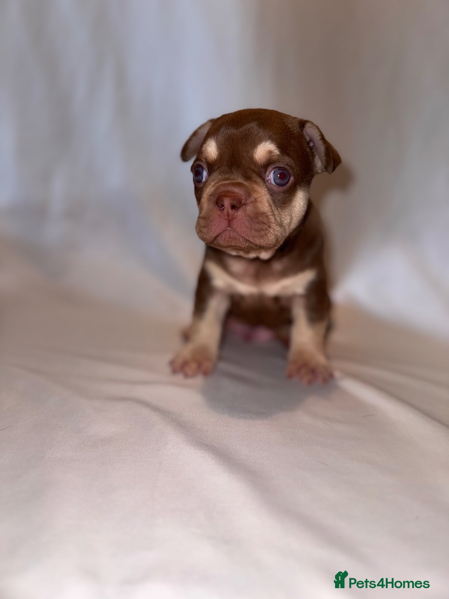 French Bulldog dogs for sale: Exceptional French Bulldog Puppies in Bristol - Advert 12