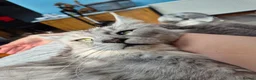Maine Coon cats for sale: Stunning retired Maine Coon Queen 3yrs old - Advert 1