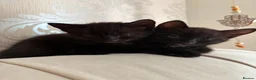 Mixed Breed cats for sale: 2 Black Girl Kittens - Advert 6