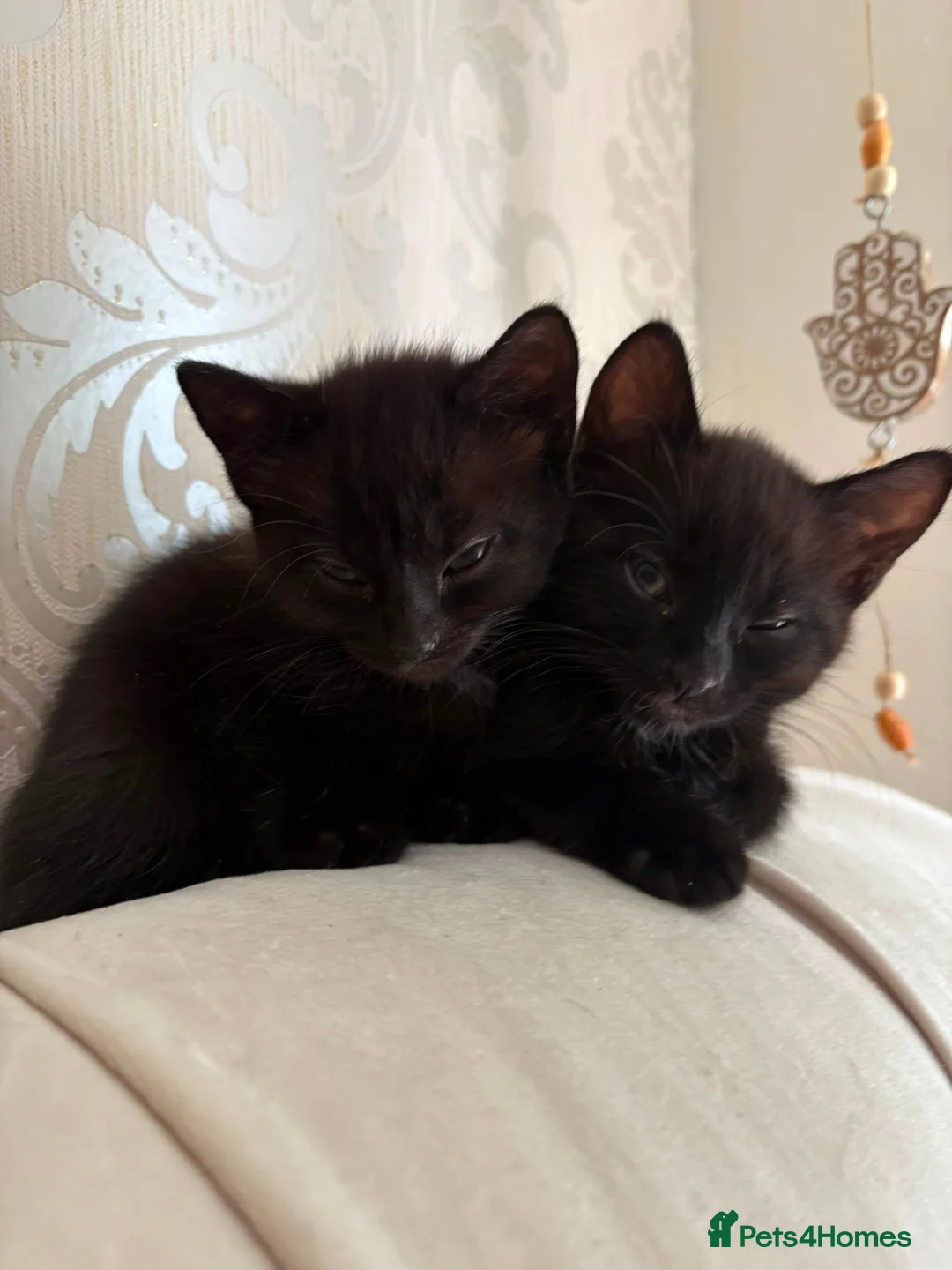 Mixed Breed cats for sale: 2 Black Girl Kittens - Advert 6