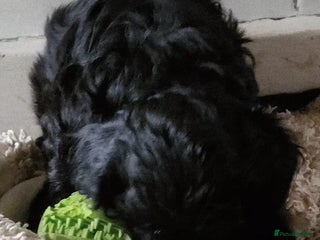 Mixed Breed dogs - Advert 3