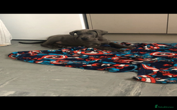 Great Dane dogs for sale: Great Dane puppies  - Image 3