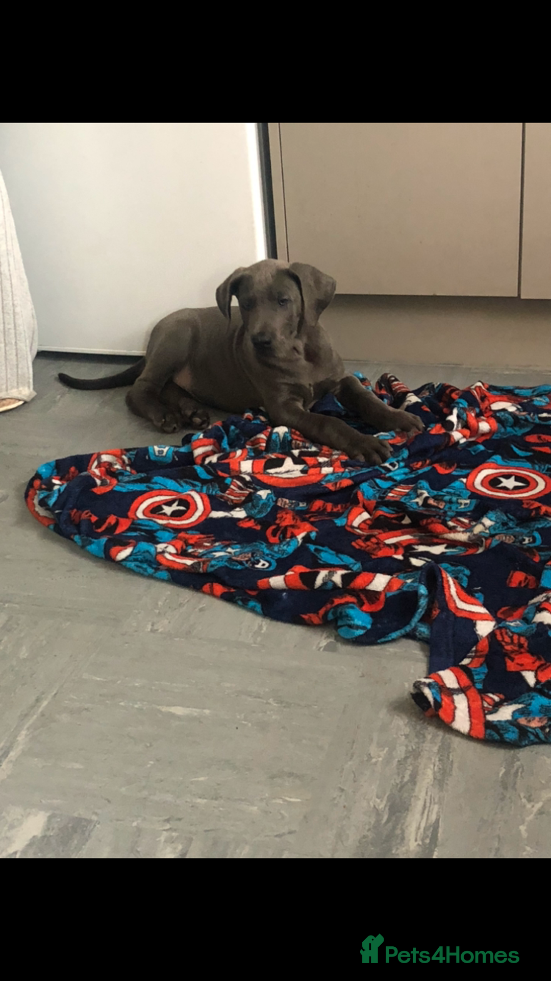 Great Dane dogs for sale: Great Dane puppies  - Image 3