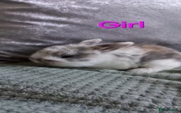 Mixed Breed rabbits for sale: Mini Lop mixed babies.  - Image 2