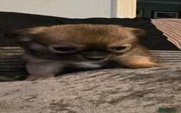 Chihuahua dogs for sale: Teacup Chihuahua looking for its forever home. - Image 4