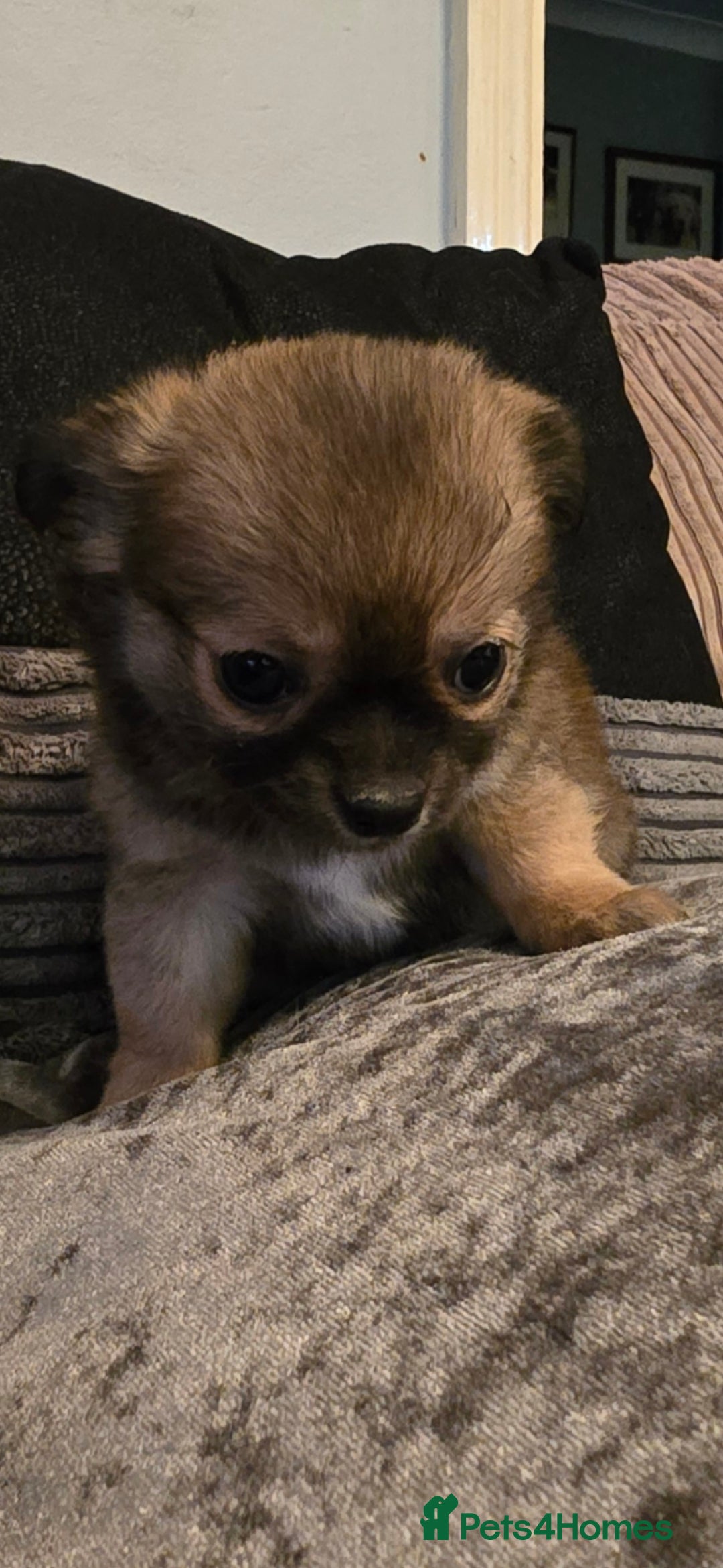 Chihuahua dogs for sale: Teacup Chihuahua looking for its forever home. - Image 4