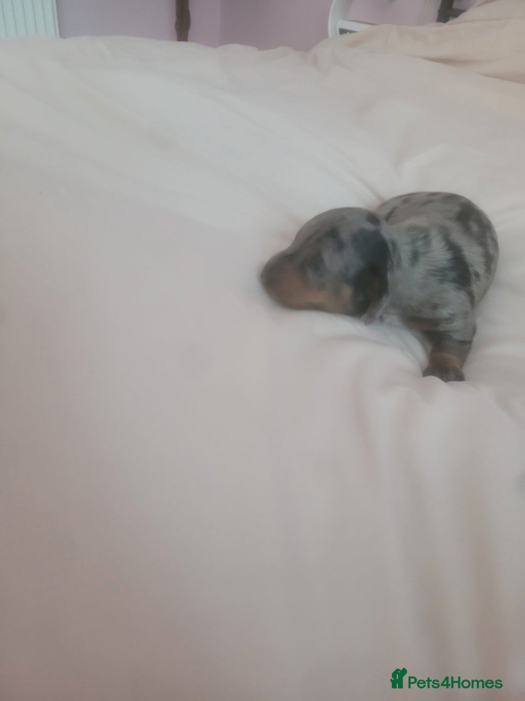 Miniature Dachshund dogs for sale: Miniature dachshund  - Image 2