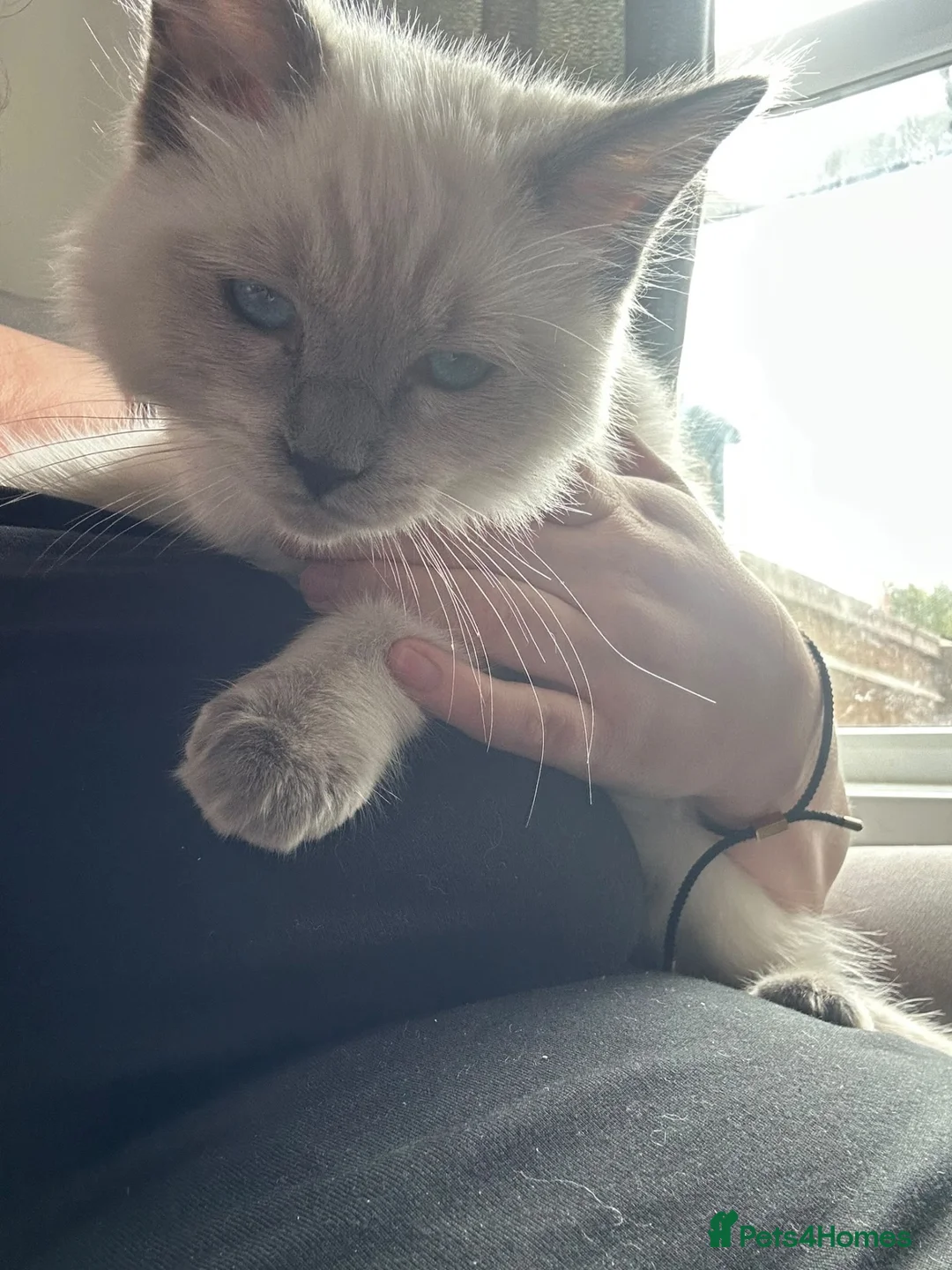Ragdoll cats for sale: My beautiful ragdoll Luna - Advert 2