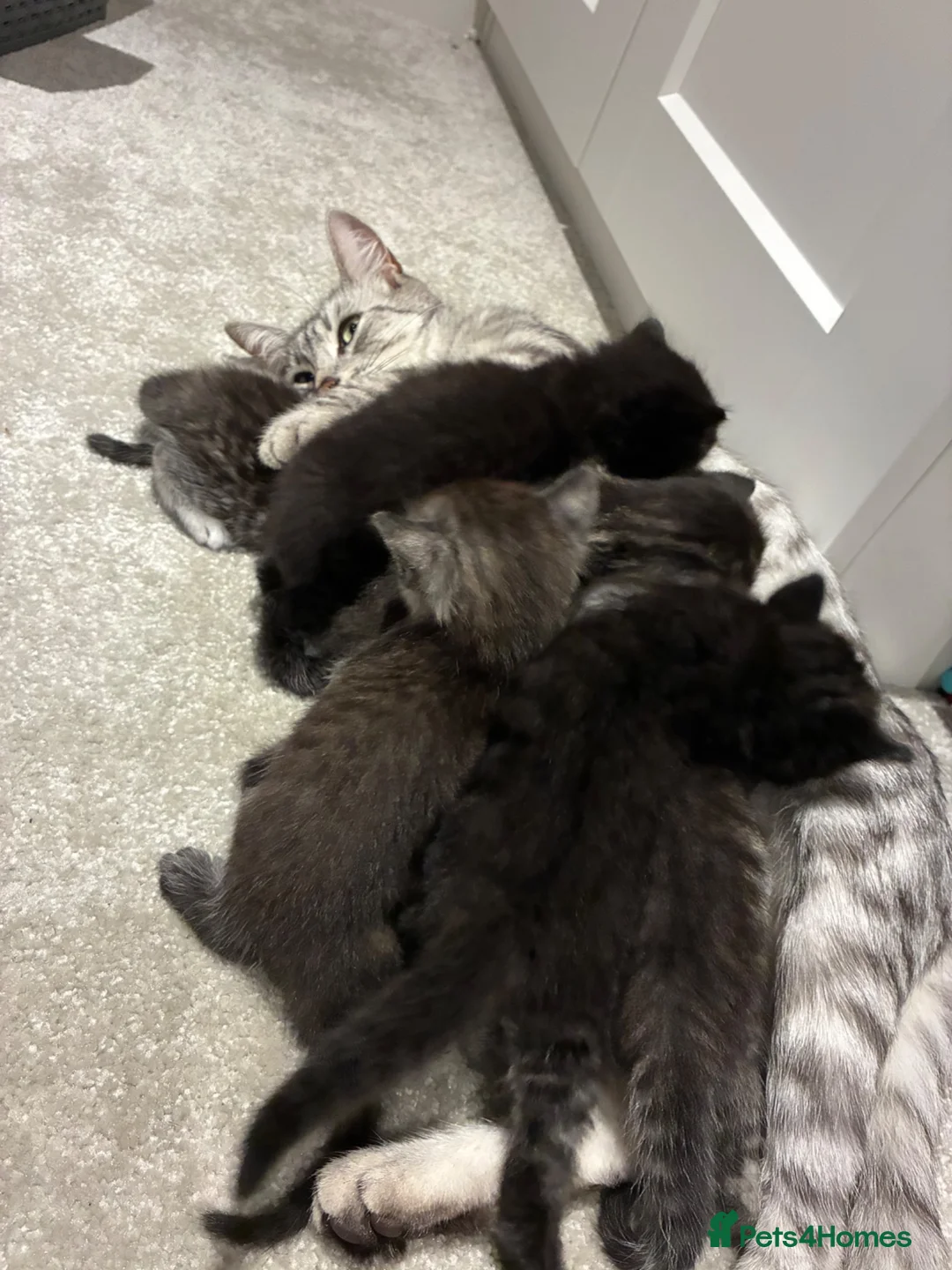 Mixed Breed cats for sale: 6x Part bengal/long haired kittens  in Weymouth - Advert 2