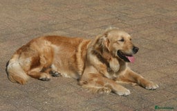 Golden Retriever dogs for sale: Golden coloured KC reg Golden Retriever puppies - Image 1