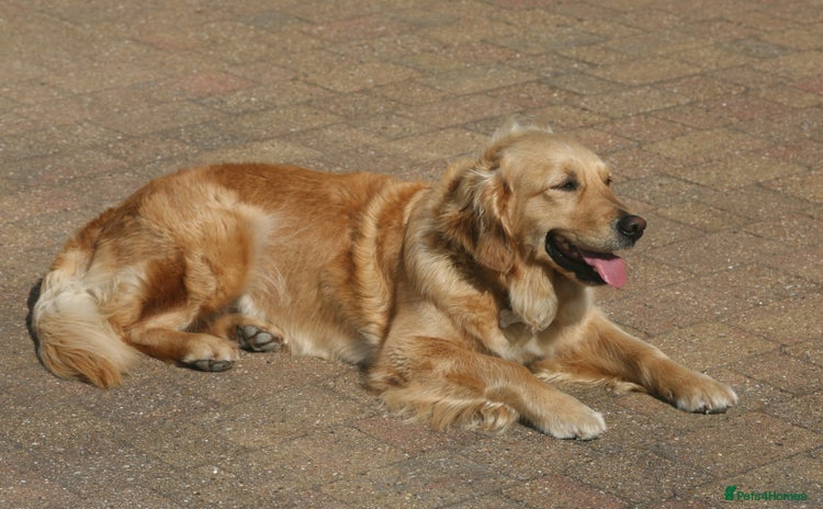 Golden Retriever dogs - Advert 1