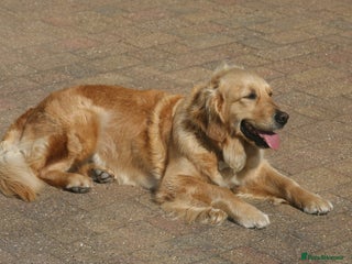 Golden Retriever dogs - Advert 5