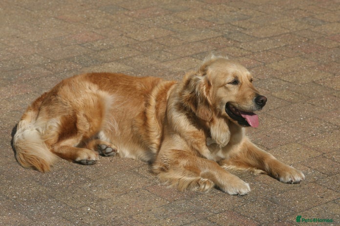 Golden Retriever dogs - Advert 1