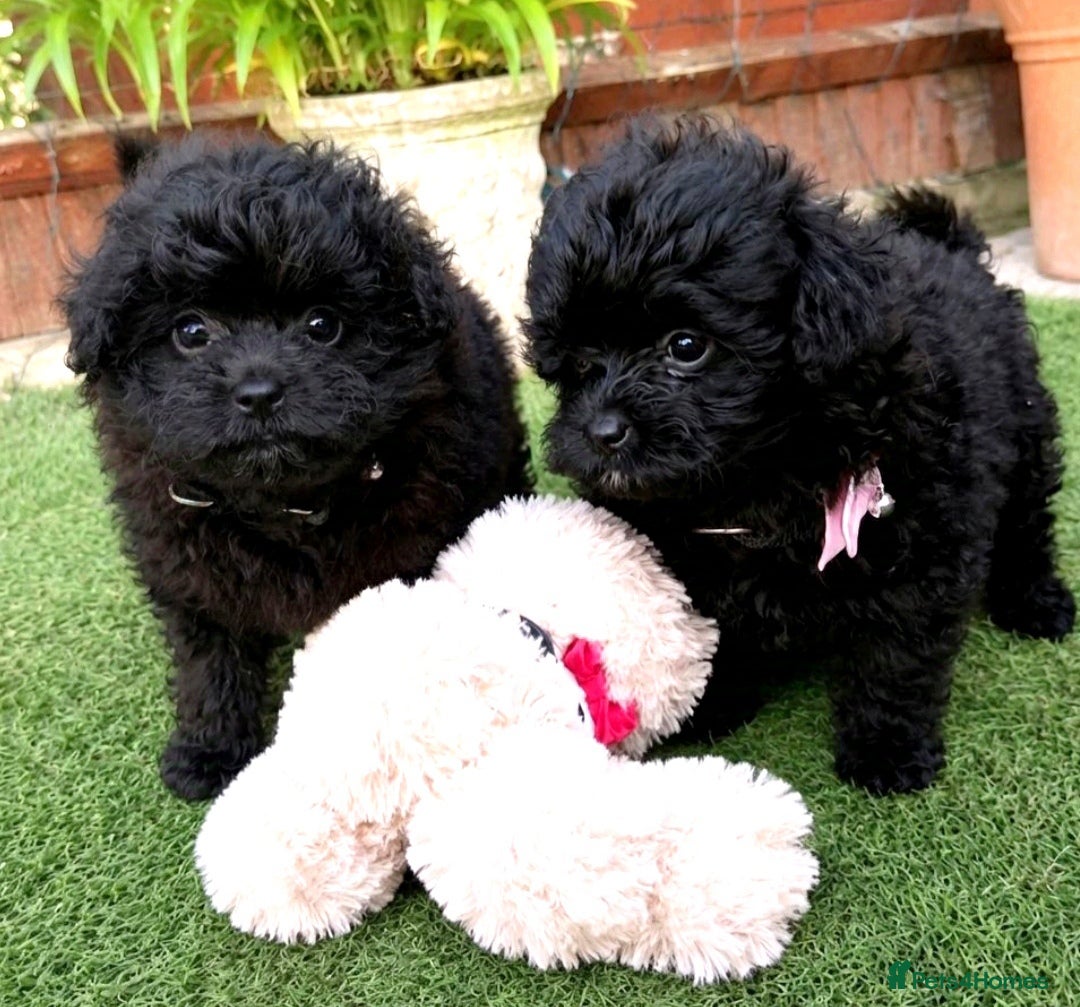 Pomapoo dogs Adorable pomapoo puppies. - Advert 1