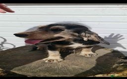 Cocker Spaniel dogs for sale: Adorable cocker spaniel puppy’s  - Image 16